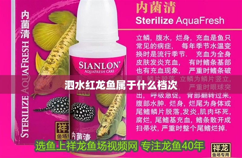 泗水紅龍魚屬于什么檔次