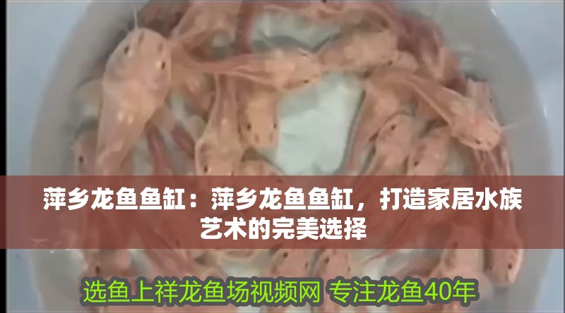 萍鄉龍魚魚缸：萍鄉龍魚魚缸，打造家居水族藝術的完美選擇