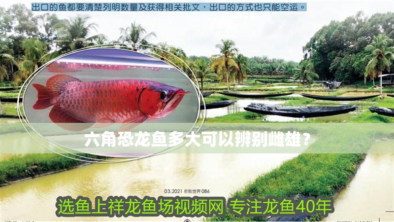 六角恐龍魚多大可以辨別雌雄？