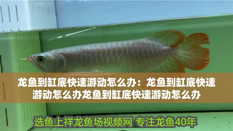 龍魚到缸底快速游動(dòng)怎么辦：龍魚到缸底快速游動(dòng)怎么辦龍魚到缸底快速游動(dòng)怎么辦