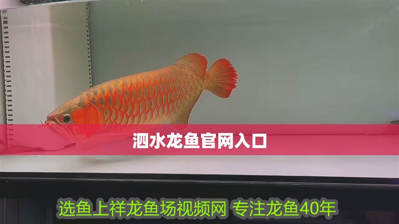 泗水龍魚官網(wǎng)入口