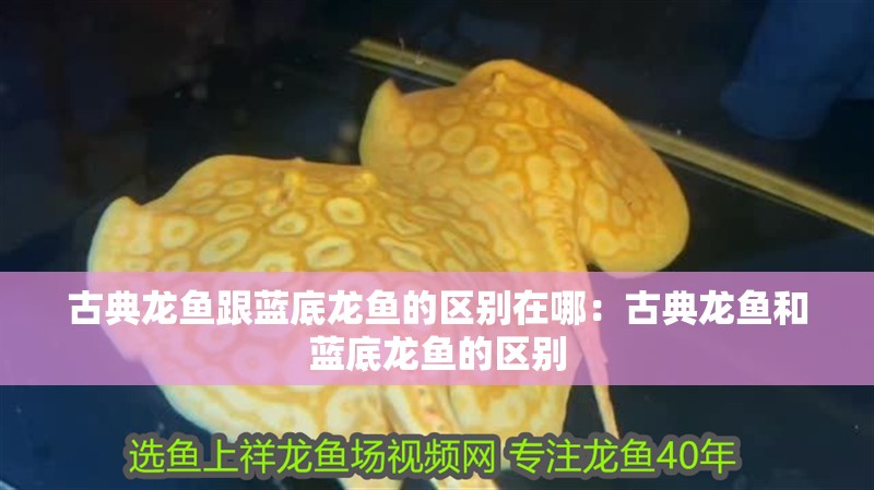 古典龍魚跟藍(lán)底龍魚的區(qū)別在哪：古典龍魚和藍(lán)底龍魚的區(qū)別