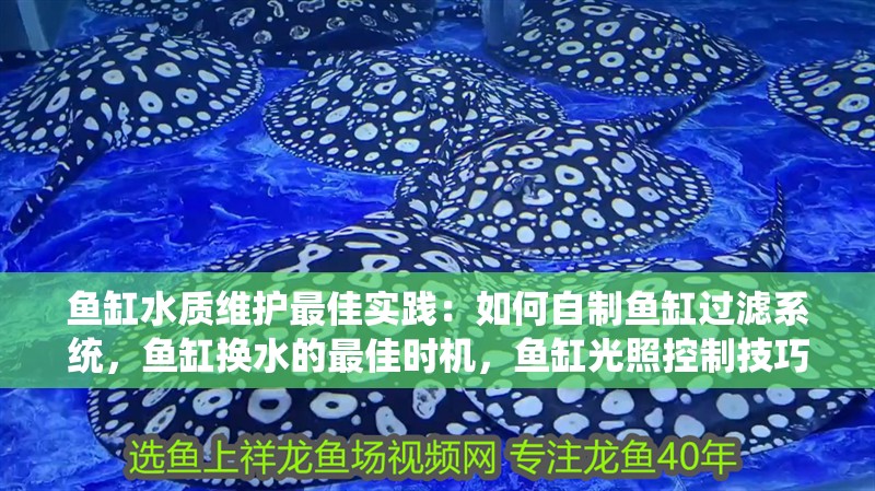 魚缸水質維護最佳實踐：如何自制魚缸過濾系統，魚缸換水的最佳時機，魚缸光照控制技巧