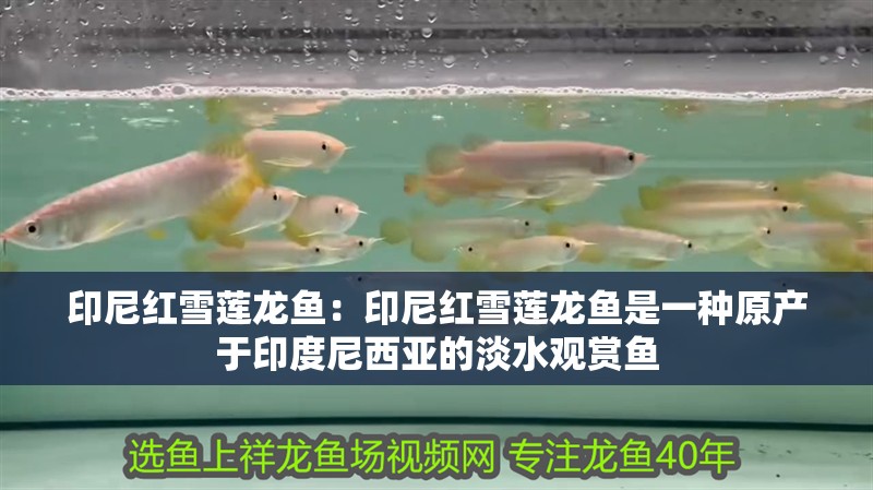 印尼紅雪蓮龍魚(yú)：印尼紅雪蓮龍魚(yú)是一種原產(chǎn)于印度尼西亞的淡水觀賞魚(yú)