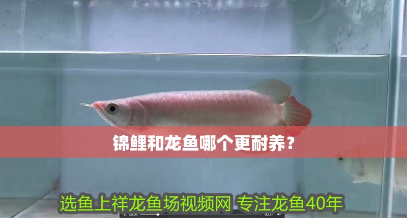 錦鯉和龍魚哪個更耐養？