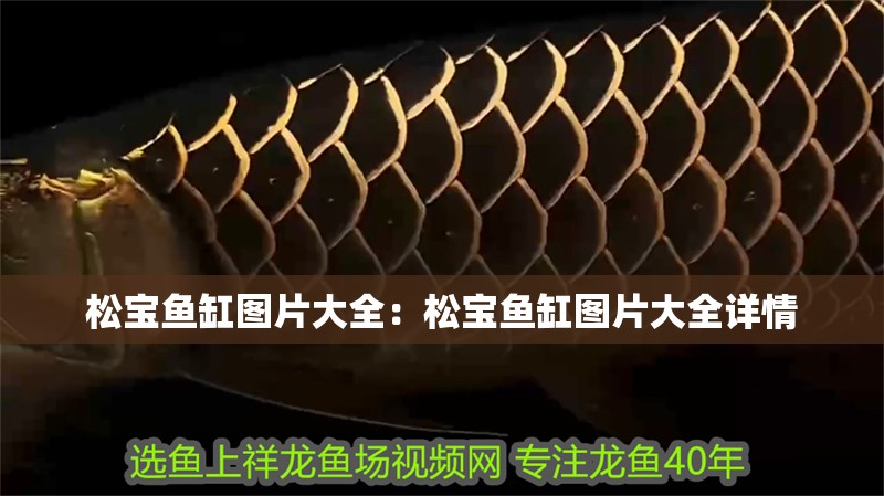 松寶魚缸圖片大全：松寶魚缸圖片大全詳情