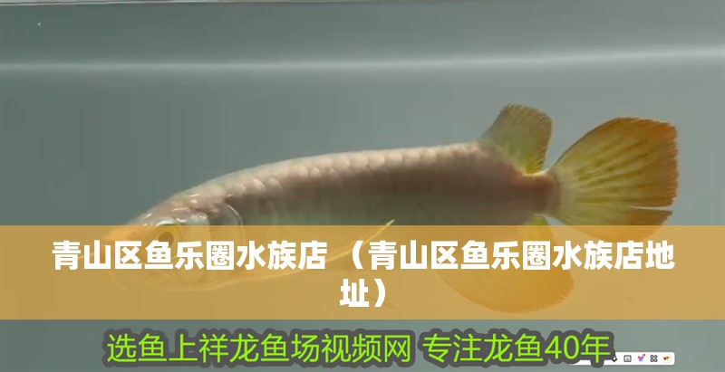 青山區(qū)魚樂圈水族店 （青山區(qū)魚樂圈水族店地址）