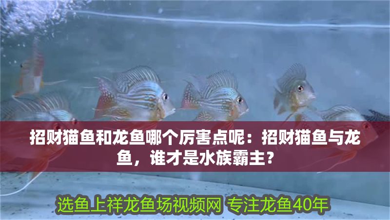 招財貓魚和龍魚哪個厲害點呢：招財貓魚與龍魚，誰才是水族霸主？