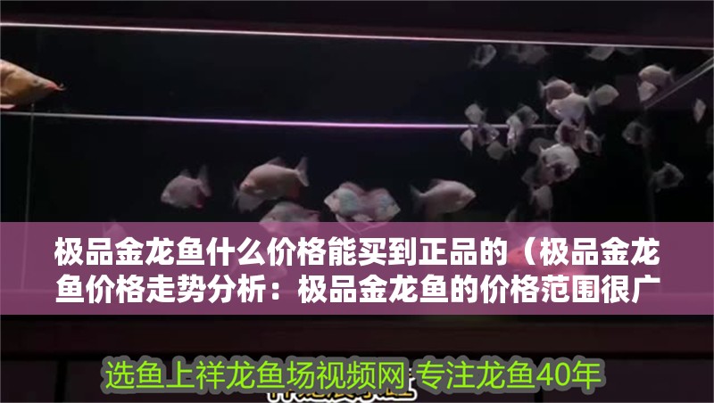 極品金龍魚什么價(jià)格能買到正品的（極品金龍魚價(jià)格走勢(shì)分析：極品金龍魚的價(jià)格范圍很廣）