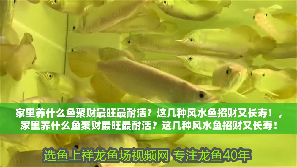 家里養什么魚聚財最旺最耐活？這幾種風水魚招財又長壽！，家里養什么魚聚財最旺最耐活？這幾種風水魚招財又長壽！