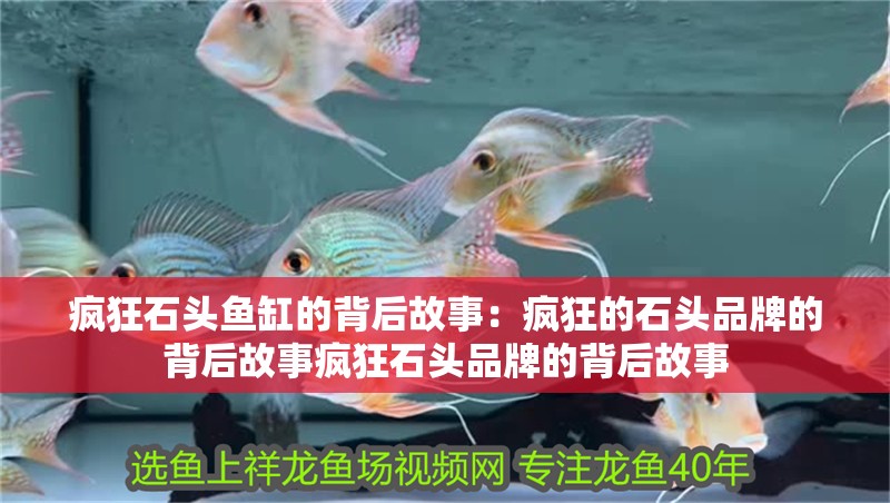 瘋狂石頭魚缸的背后故事：瘋狂的石頭品牌的背后故事瘋狂石頭品牌的背后故事