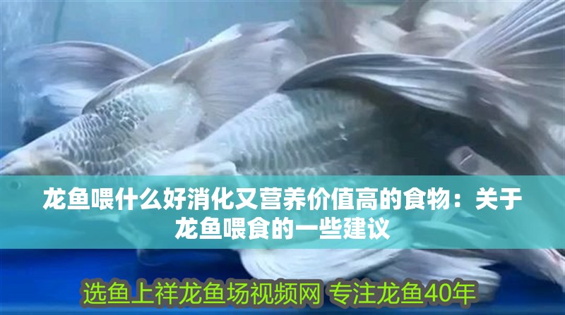 龍魚喂什么好消化又營養價值高的食物：關于龍魚喂食的一些建議