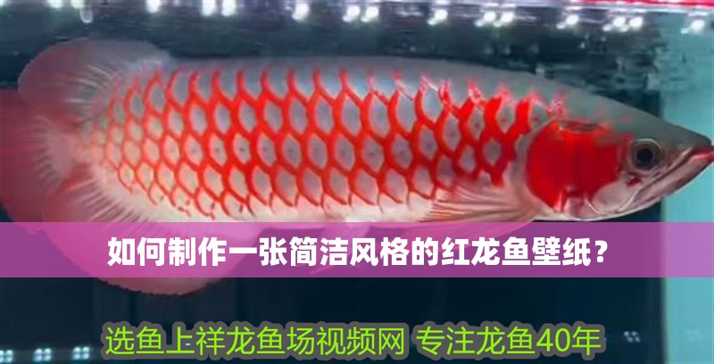 如何制作一張簡潔風格的紅龍魚壁紙？