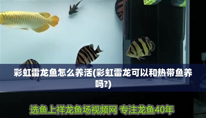 彩虹雷龍魚怎么養活(彩虹雷龍可以和熱帶魚養嗎?)
