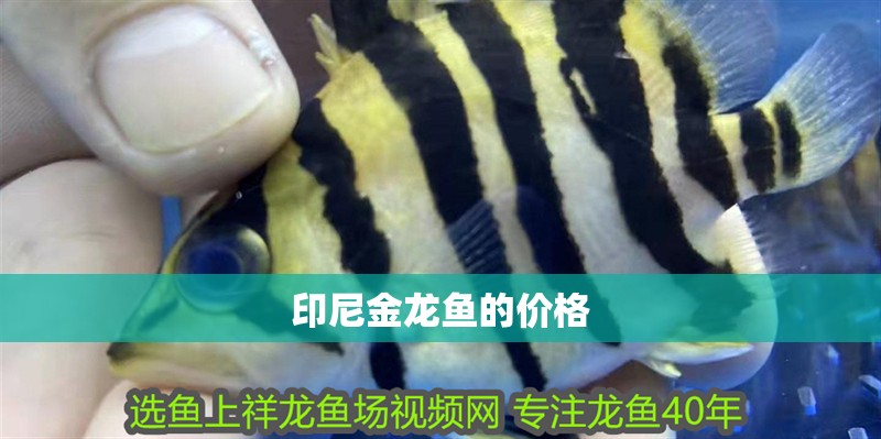 印尼金龍魚的價格