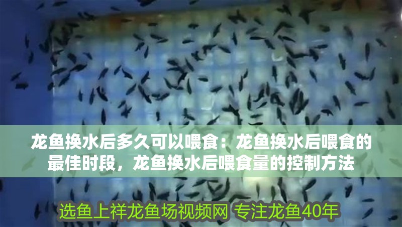 龍魚換水后多久可以喂食：龍魚換水后喂食的最佳時段，龍魚換水后喂食量的控制方法