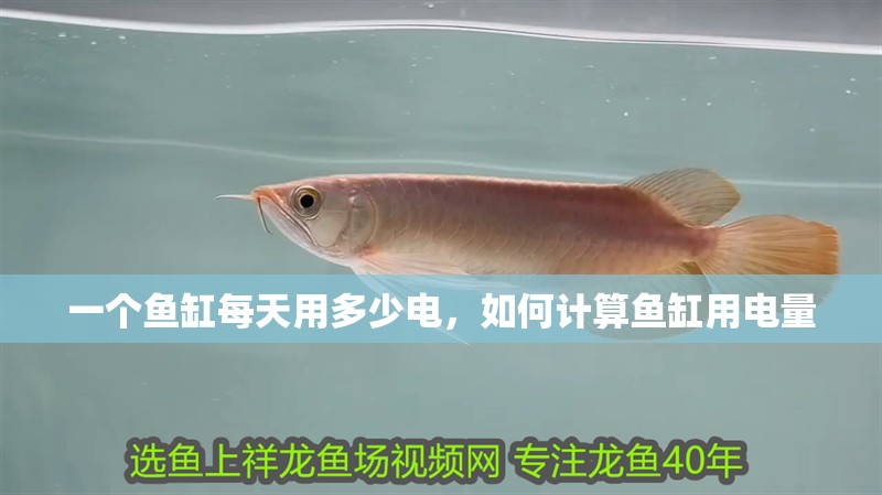 一個魚缸每天用多少電，如何計算魚缸用電量