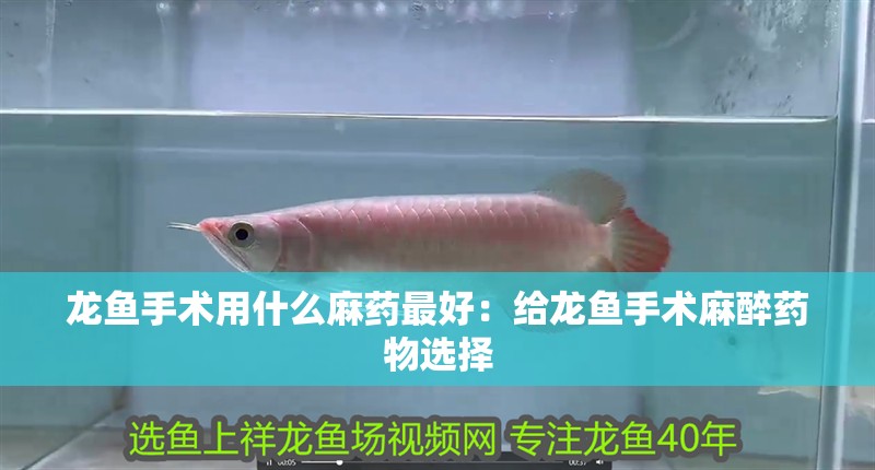 龍魚手術用什么麻藥最好：給龍魚手術麻醉藥物選擇