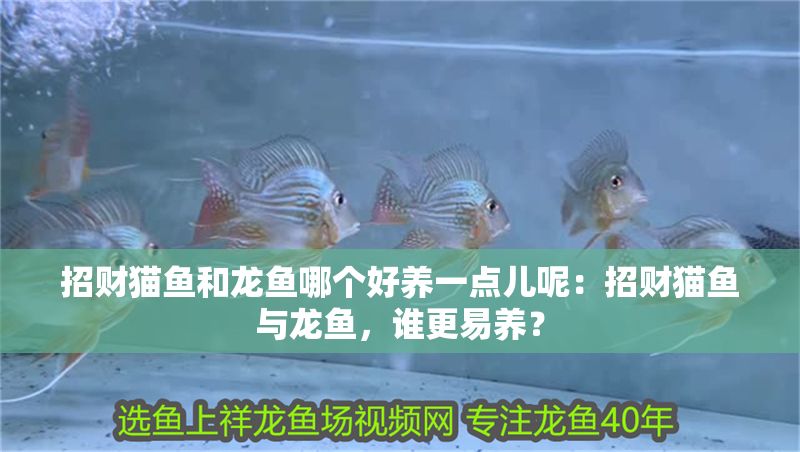 招財貓魚和龍魚哪個好養(yǎng)一點兒呢：招財貓魚與龍魚，誰更易養(yǎng)？