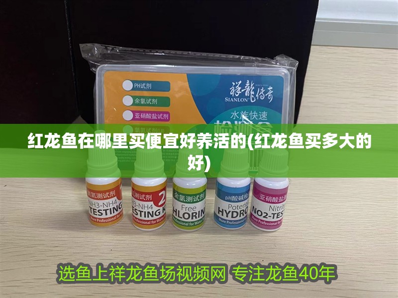 紅龍魚(yú)在哪里買便宜好養(yǎng)活的(紅龍魚(yú)買多大的好)