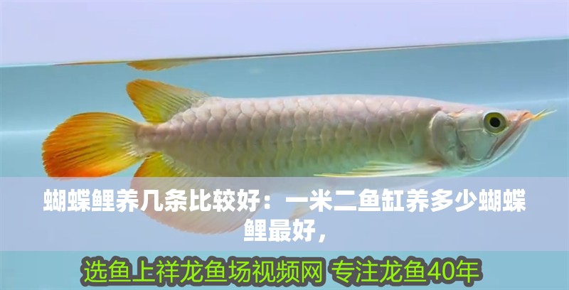 蝴蝶鯉養幾條比較好：一米二魚缸養多少蝴蝶鯉最好，
