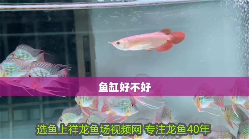 魚缸好不好
