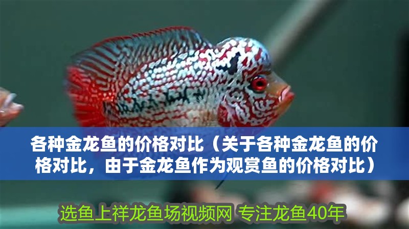 各種金龍魚的價格對比（關于各種金龍魚的價格對比，由于金龍魚作為觀賞魚的價格對比）