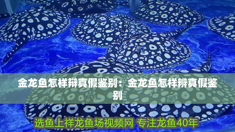 金龍魚怎樣辯真假鑒別：金龍魚怎樣辨真假鑒別