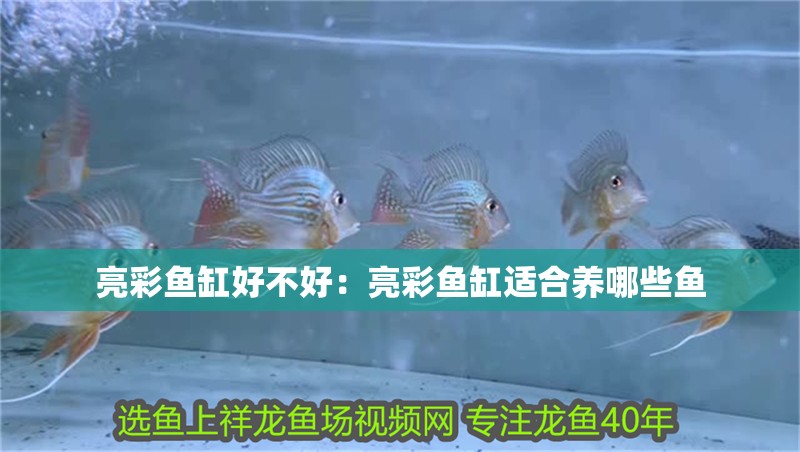 亮彩魚缸好不好：亮彩魚缸適合養哪些魚
