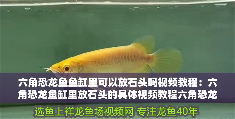 六角恐龍魚魚缸里可以放石頭嗎視頻教程：六角恐龍魚缸里放石頭的具體視頻教程六角恐龍魚魚缸布置技巧