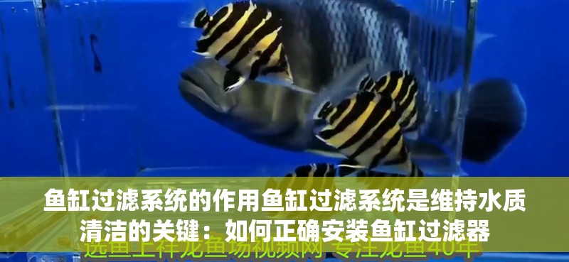 魚缸過濾系統的作用魚缸過濾系統是維持水質清潔的關鍵：如何正確安裝魚缸過濾器