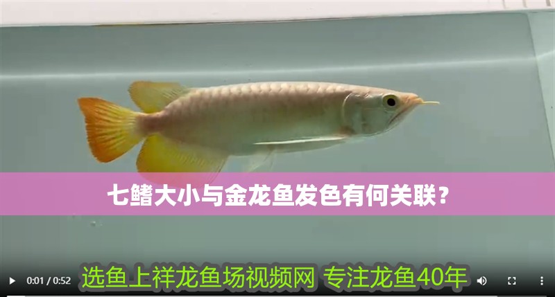 七鰭大小與金龍魚(yú)發(fā)色有何關(guān)聯(lián)？