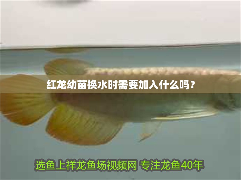 紅龍幼苗換水時(shí)需要加入什么嗎？