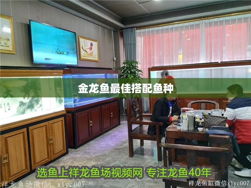 金龍魚最佳搭配魚種