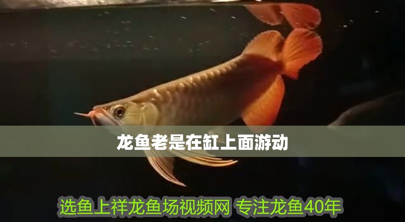 龍魚老是在缸上面游動