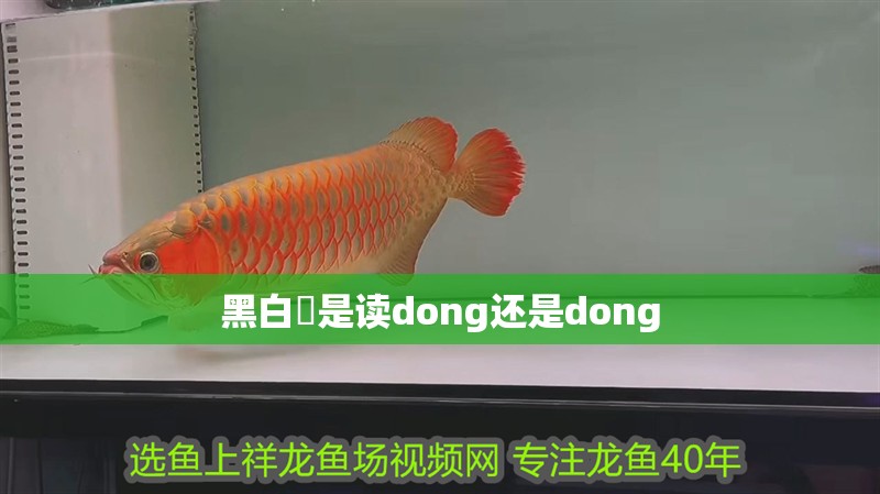 黑白魟是讀dong還是dong