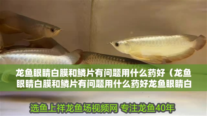 龍魚眼睛白膜和鱗片有問題用什么藥好（龍魚眼睛白膜和鱗片有問題用什么藥好龍魚眼睛白膜用什么藥好）