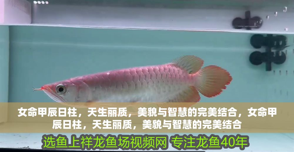 女命甲辰日柱，天生麗質，美貌與智慧的完美結合，女命甲辰日柱，天生麗質，美貌與智慧的完美結合