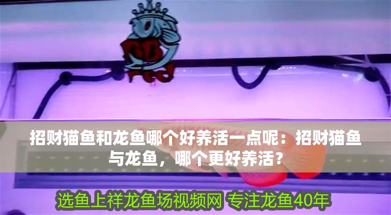 招財貓魚和龍魚哪個好養(yǎng)活一點呢：招財貓魚與龍魚，哪個更好養(yǎng)活？