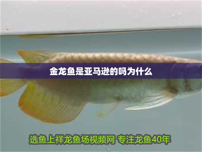 金龍魚是亞馬遜的嗎為什么