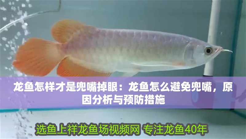 龍魚怎樣才是兜嘴掉眼：龍魚怎么避免兜嘴，原因分析與預(yù)防措施