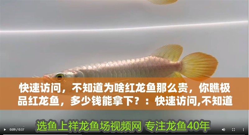 快速訪問，不知道為啥紅龍魚那么貴，你瞧極品紅龍魚，多少錢能拿下？：快速訪問,不知道為啥紅龍魚那么貴,你瞧極品紅龍魚,多少錢能拿下?