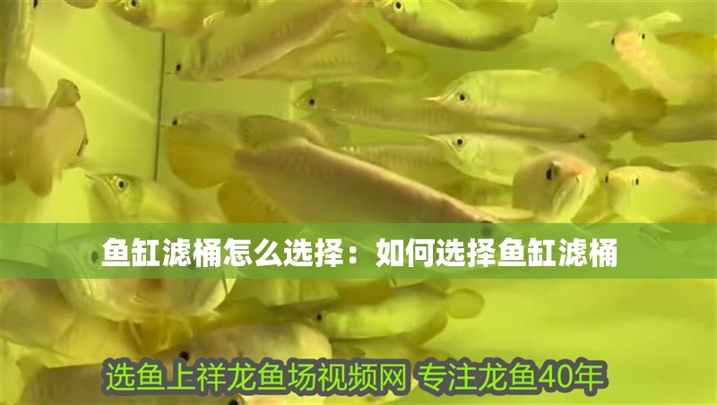 魚缸濾桶怎么選擇：如何選擇魚缸濾桶