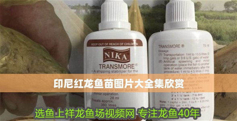 印尼紅龍魚(yú)苗圖片大全集欣賞