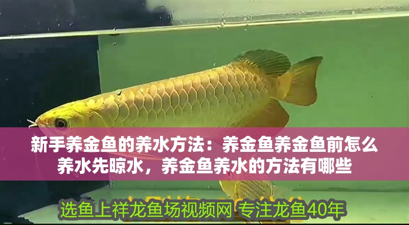 新手養金魚的養水方法：養金魚養金魚前怎么養水先晾水，養金魚養水的方法有哪些