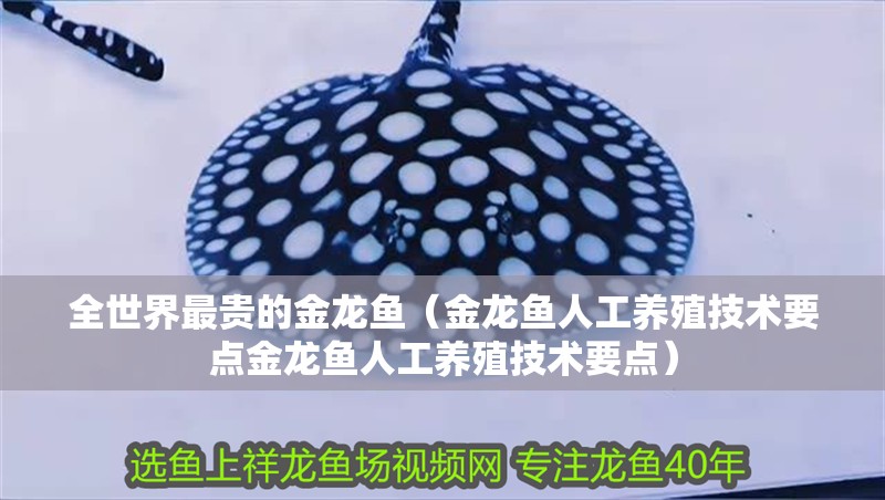 全世界最貴的金龍魚(yú)（金龍魚(yú)人工養(yǎng)殖技術(shù)要點(diǎn)金龍魚(yú)人工養(yǎng)殖技術(shù)要點(diǎn)）
