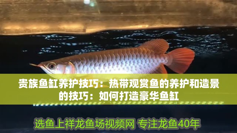 貴族魚缸養護技巧：熱帶觀賞魚的養護和造景的技巧：如何打造豪華魚缸