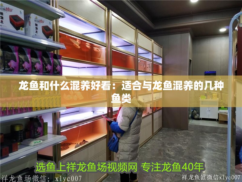 龍魚和什么混養好看：適合與龍魚混養的幾種魚類