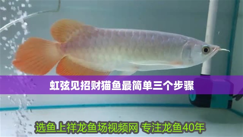 虹弦見招財貓魚最簡單三個步驟
