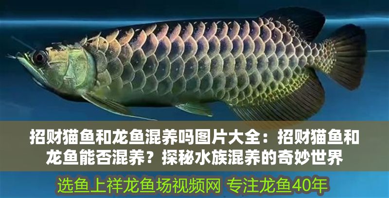招財(cái)貓魚和龍魚混養(yǎng)嗎圖片大全：招財(cái)貓魚和龍魚能否混養(yǎng)？探秘水族混養(yǎng)的奇妙世界